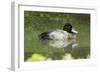 Usa. Lesser Scaup, Aythya Affinis-David Slater-Framed Photographic Print