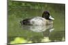 Usa. Lesser Scaup, Aythya Affinis-David Slater-Mounted Photographic Print