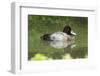 Usa. Lesser Scaup, Aythya Affinis-David Slater-Framed Photographic Print