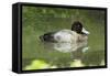 Usa. Lesser Scaup, Aythya Affinis-David Slater-Framed Stretched Canvas