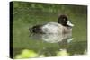 Usa. Lesser Scaup, Aythya Affinis-David Slater-Stretched Canvas