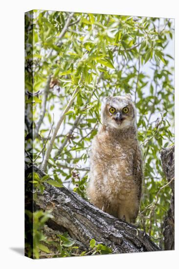 USA, Lincoln County, Wyoming. Recently branched Great Horned Owl chick sits on a cottonwood branch.-Elizabeth Boehm-Stretched Canvas
