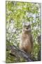 USA, Lincoln County, Wyoming. Recently branched Great Horned Owl chick sits on a cottonwood branch.-Elizabeth Boehm-Mounted Photographic Print