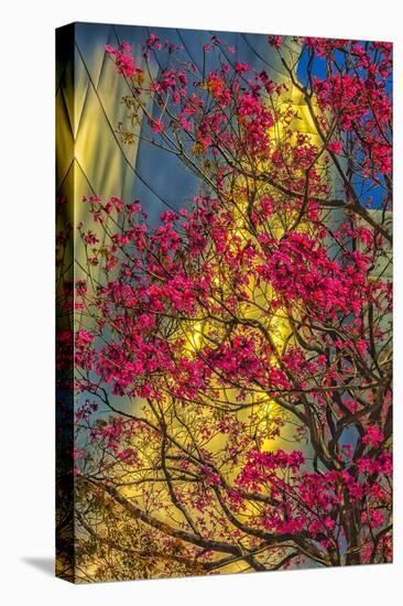 USA, Los Angeles, Ca, the Disney Center in Spring-Rona Schwarz-Stretched Canvas