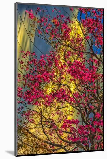 USA, Los Angeles, Ca, the Disney Center in Spring-Rona Schwarz-Mounted Photographic Print