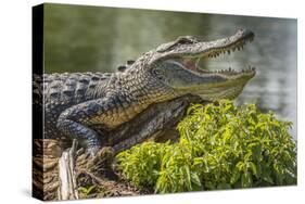 USA, Louisiana, Atchafalaya National Heritage Area. Alligator sunning on log.-Jaynes Gallery-Stretched Canvas