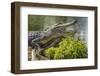 USA, Louisiana, Atchafalaya National Heritage Area. Alligator sunning on log.-Jaynes Gallery-Framed Photographic Print