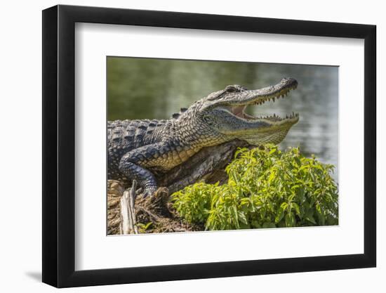 USA, Louisiana, Atchafalaya National Heritage Area. Alligator sunning on log.-Jaynes Gallery-Framed Photographic Print
