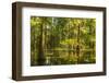 USA, Louisiana, Atchafalaya National Heritage Area. Tupelo trees in swamp.-Jaynes Gallery-Framed Photographic Print