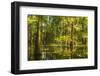 USA, Louisiana, Atchafalaya National Heritage Area. Tupelo trees in swamp.-Jaynes Gallery-Framed Photographic Print