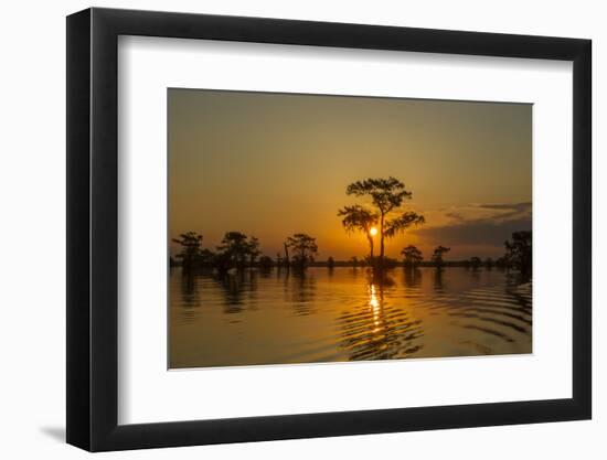 USA, Louisiana, Atchafalaya National Wildlife Refuge. Sunrise on swamp.-Jaynes Gallery-Framed Photographic Print