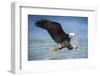 USA, Louisiana, Houmas, Bald Eagle, Haliaeetus leucocephalus-Christian Heeb-Framed Photographic Print