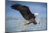 USA, Louisiana, Houmas, Bald Eagle, Haliaeetus leucocephalus-Christian Heeb-Mounted Photographic Print