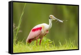 USA, Louisiana, Jefferson Island. Roseate spoonbill with stick for nest.-Jaynes Gallery-Framed Stretched Canvas