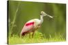 USA, Louisiana, Jefferson Island. Roseate spoonbill with stick for nest.-Jaynes Gallery-Stretched Canvas