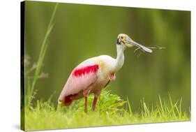 USA, Louisiana, Jefferson Island. Roseate spoonbill with stick for nest.-Jaynes Gallery-Stretched Canvas