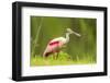 USA, Louisiana, Jefferson Island. Roseate spoonbill with stick for nest.-Jaynes Gallery-Framed Photographic Print