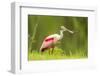 USA, Louisiana, Jefferson Island. Roseate spoonbill with stick for nest.-Jaynes Gallery-Framed Photographic Print