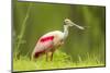 USA, Louisiana, Jefferson Island. Roseate spoonbill with stick for nest.-Jaynes Gallery-Mounted Photographic Print