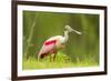 USA, Louisiana, Jefferson Island. Roseate spoonbill with stick for nest.-Jaynes Gallery-Framed Photographic Print