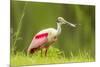 USA, Louisiana, Jefferson Island. Roseate spoonbill with stick for nest.-Jaynes Gallery-Mounted Photographic Print