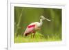 USA, Louisiana, Jefferson Island. Roseate spoonbill with stick for nest.-Jaynes Gallery-Framed Premium Photographic Print