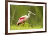 USA, Louisiana, Jefferson Island. Roseate spoonbill with stick for nest.-Jaynes Gallery-Framed Premium Photographic Print