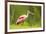 USA, Louisiana, Jefferson Island. Roseate spoonbill with stick for nest.-Jaynes Gallery-Framed Premium Photographic Print