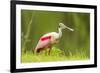 USA, Louisiana, Jefferson Island. Roseate spoonbill with stick for nest.-Jaynes Gallery-Framed Premium Photographic Print