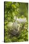 USA, Louisiana, Jefferson Island. Snowy egret pair at nest with chicks.-Jaynes Gallery-Stretched Canvas