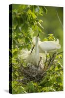 USA, Louisiana, Jefferson Island. Snowy egret pair at nest with chicks.-Jaynes Gallery-Stretched Canvas