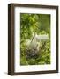 USA, Louisiana, Jefferson Island. Snowy egret pair at nest with chicks.-Jaynes Gallery-Framed Photographic Print