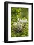 USA, Louisiana, Jefferson Island. Snowy egret pair at nest with chicks.-Jaynes Gallery-Framed Photographic Print