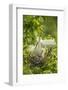 USA, Louisiana, Jefferson Island. Snowy egret pair at nest with chicks.-Jaynes Gallery-Framed Photographic Print