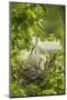 USA, Louisiana, Jefferson Island. Snowy egret pair at nest with chicks.-Jaynes Gallery-Mounted Photographic Print