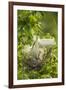 USA, Louisiana, Jefferson Island. Snowy egret pair at nest with chicks.-Jaynes Gallery-Framed Premium Photographic Print