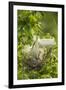 USA, Louisiana, Jefferson Island. Snowy egret pair at nest with chicks.-Jaynes Gallery-Framed Premium Photographic Print