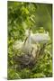 USA, Louisiana, Jefferson Island. Snowy egret pair at nest with chicks.-Jaynes Gallery-Mounted Premium Photographic Print