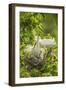 USA, Louisiana, Jefferson Island. Snowy egret pair at nest with chicks.-Jaynes Gallery-Framed Photographic Print