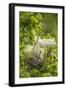 USA, Louisiana, Jefferson Island. Snowy egret pair at nest with chicks.-Jaynes Gallery-Framed Photographic Print