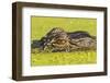 USA, Louisiana, Lake Martin. Alligator head on swamp surface.-Jaynes Gallery-Framed Photographic Print