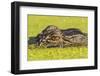 USA, Louisiana, Lake Martin. Alligator head on swamp surface.-Jaynes Gallery-Framed Photographic Print