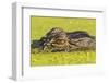 USA, Louisiana, Lake Martin. Alligator head on swamp surface.-Jaynes Gallery-Framed Photographic Print