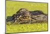 USA, Louisiana, Lake Martin. Alligator head on swamp surface.-Jaynes Gallery-Mounted Photographic Print