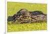 USA, Louisiana, Lake Martin. Alligator head on swamp surface.-Jaynes Gallery-Framed Photographic Print