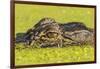 USA, Louisiana, Lake Martin. Alligator head on swamp surface.-Jaynes Gallery-Framed Photographic Print