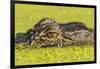 USA, Louisiana, Lake Martin. Alligator head on swamp surface.-Jaynes Gallery-Framed Photographic Print