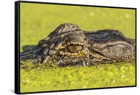 USA, Louisiana, Lake Martin. Alligator head on swamp surface.-Jaynes Gallery-Framed Stretched Canvas