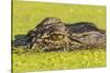 USA, Louisiana, Lake Martin. Alligator head on swamp surface.-Jaynes Gallery-Stretched Canvas