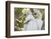 USA, Louisiana, Miller's Lake. Little blue heron chicks.-Jaynes Gallery-Framed Photographic Print